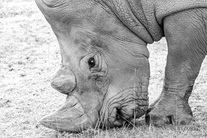 White rhinoceros (Ceratotherium simum) grazing.